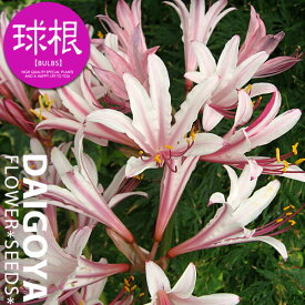 楽天市場 リコリス 球根 球根 ガーデニング 農業 花 ガーデン Diyの通販