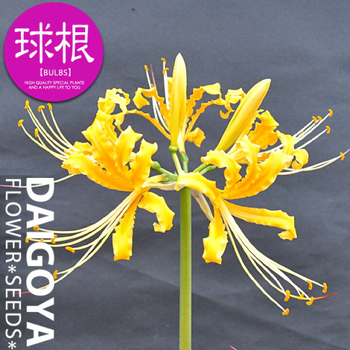 楽天市場 リコリス オーレア 黄 球根 1球 リコリス 夏植え 球根 販売 通販 種苗 花苗 球根の専門店 大郷屋