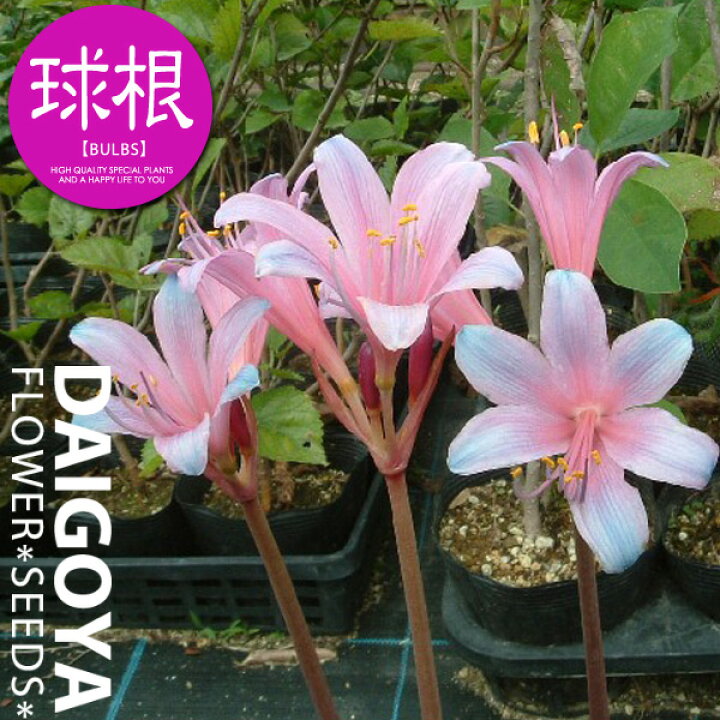 リコリス アルビフローラ 3球 球根 夏植え球根 市場