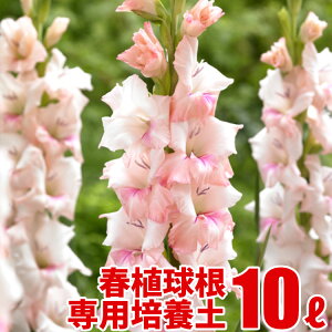 tA̎̔|{y 10L 勽IWiuh|{y A̓y