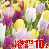 秋植球根の実りの培養土 10L 大郷屋オリジナルブレンド培養土 植物の土