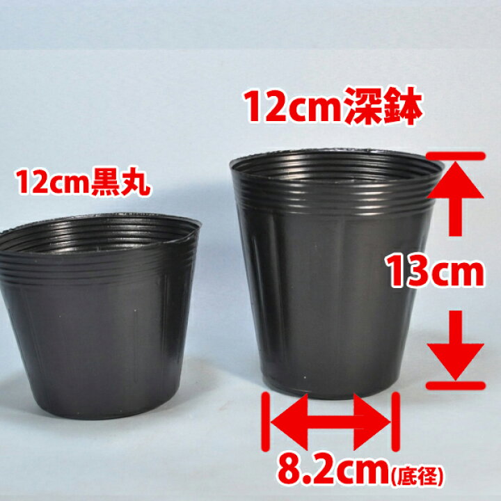 楽天市場】ポリポット深鉢 12cm 黒 100個 : 種苗・花苗・球根の専門店  