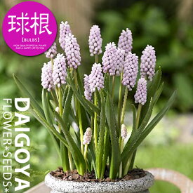 ムスカリ ピンクサンライズ【球根】3球入り _ 秋植え_球根_販売_通販_