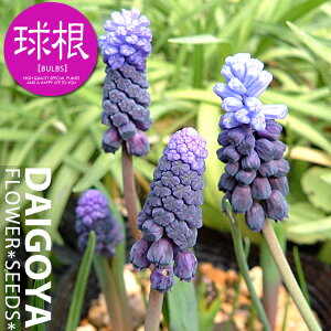 XJ eBtH[i/Zjyz6_XJ_HA__̔_ʔ_