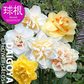楽天市場 水仙 八重の通販