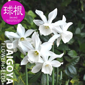 楽天市場 スイセン タリアの通販