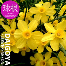 楽天市場 ミニ 水仙の通販