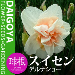 XCZij d炫 fiV[yz2܋l_XCZ__HA__̔_ʔ_