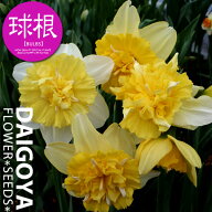 スイセン（水仙） 変り咲き（八重咲き） アイスキング（白・クリーム）【球根】2球入り袋詰め_スイセン_…