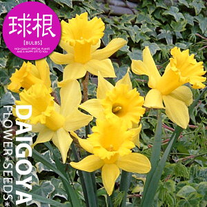 スイセン(水仙) スタンダード水仙 ラッパ咲き キングアルフレッド【球根】3球入り袋詰め_スイセン_水仙_秋植え_球根_販売_通販_