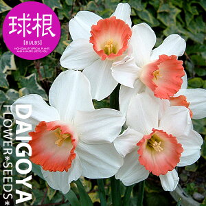 スイセン(水仙) スタンダード水仙 カップ咲き ピンクチャーム【球根】2球入り袋詰め_スイセン_水仙_秋植え_球根_販売_通販_