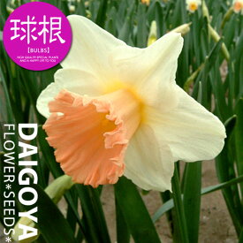 楽天市場 ピンク 花の球根 球根 ガーデニング 農業 花 ガーデン Diyの通販