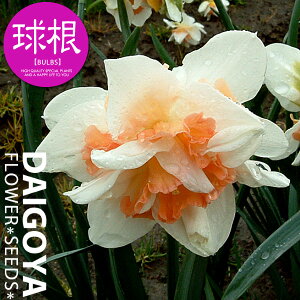 スイセン(水仙) 八重咲き リプリート【球根】2球入り袋詰め_スイセン_水仙_秋植え_球根_販売_通販_