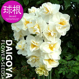 楽天市場 球根 香りの通販