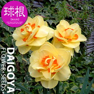 スイセン（水仙） 変り咲き（八重咲き） タヒチ（黄・赤）【球根】3球入り袋詰め_スイセン_水仙_秋植え_…