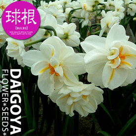 楽天市場 球根 水仙 香りの通販