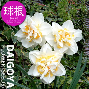 XCZij ς炫id炫j zCgCIiEjyz2܋l_XCZ__HA__̔_ʔ_