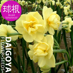 スイセン(水仙) 香り水仙 八重房咲き イエローチャフルネス(黄・黄)【球根】2球入り袋詰め_スイセン_水仙_秋植え_球根_販売_通販_