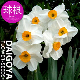 楽天市場 球根 水仙の通販