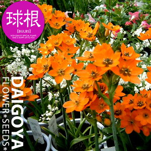 I[j\K _rEiIWjyz3_I[j\K_HA__̔_ʔ_