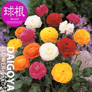 iLX 4퍬yz35`40ml_iLX_HA__̔_ʔ_