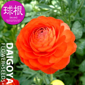 楽天市場 ラナンキュラス 球根の通販