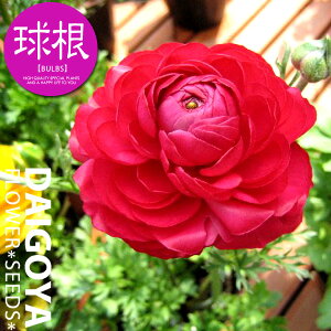 iLX bhiԁjyz35`40ml_iLX_HA__̔_ʔ_