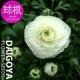 楽天市場 ラナンキュラス 球根の通販