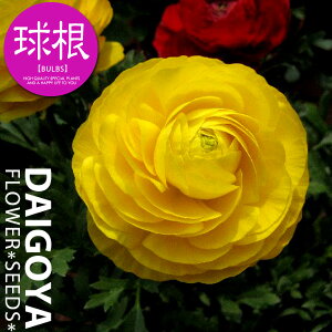 iLX CG[ijyz35`40ml_iLX_HA__̔_ʔ_