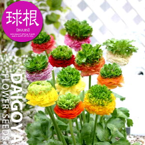 iLX rGtFXeBoyz4_iLX_HA__̔_ʔ_