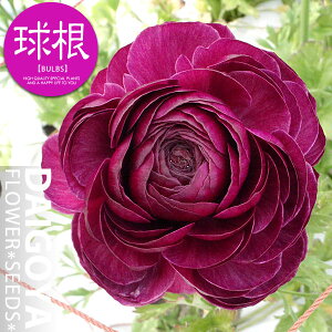 iLX p[v~bNXijyz4_iLX_HA__̔_ʔ_