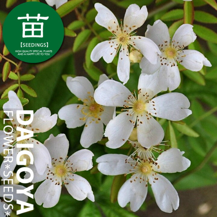 楽天市場 モッコウバラ 木香薔薇 一重咲き白花 12cmポリポット苗 種苗 花苗 球根の専門店 大郷屋