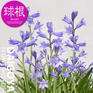 V[ Jpj[^u[ijyz5_V[_HA__̔_ʔ_