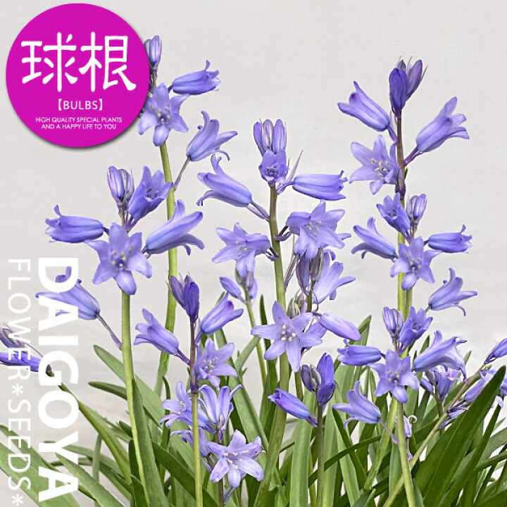 楽天市場 シラー カンパニュラータブルー 青 球根 5球 シラー 秋植え 球根 販売 通販 種苗 花苗 球根の専門店 大郷屋