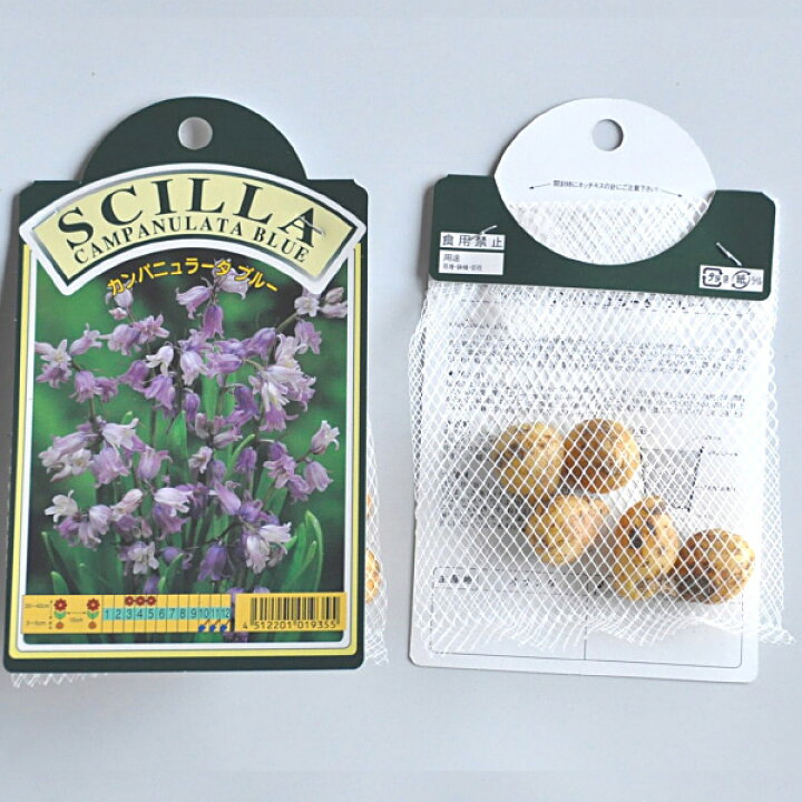 楽天市場 シラー カンパニュラータブルー 青 球根 5球 シラー 秋植え 球根 販売 通販 種苗 花苗 球根の専門店 大郷屋 楽天市場 シラー カンパニュラータブルー 青 球根 5球 シラー 秋植え 球根 販売 通販 種苗 花苗 球根の専門店 大郷屋