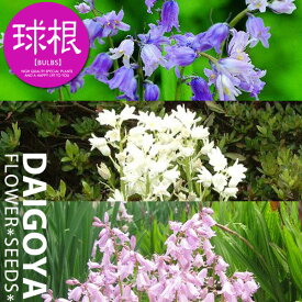 楽天市場 シラー 球根の通販