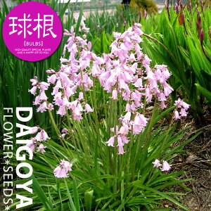 V[ Jpj[^sNijyz5_V[_HA__̔_ʔ_