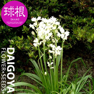 V[ Jpj[^zCgijyz5_V[_HA__̔_ʔ_