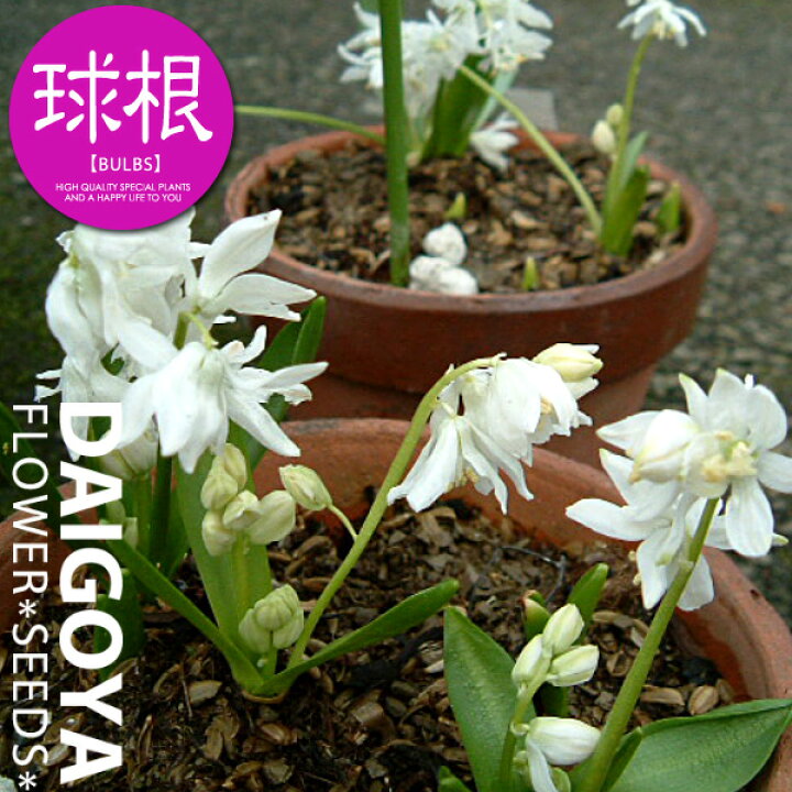 楽天市場 シラー シビリカアルバ 白 球根 5球 シラー 秋植え 球根 販売 通販 種苗 花苗 球根の専門店 大郷屋 楽天市場 シラー シビリカアルバ 白 球根 5球 シラー 秋植え 球根 販売 通販 種苗 花苗 球根の専門店 大郷屋