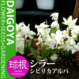 V[ VrJAoijyz6_V[_HA__̔_ʔ_