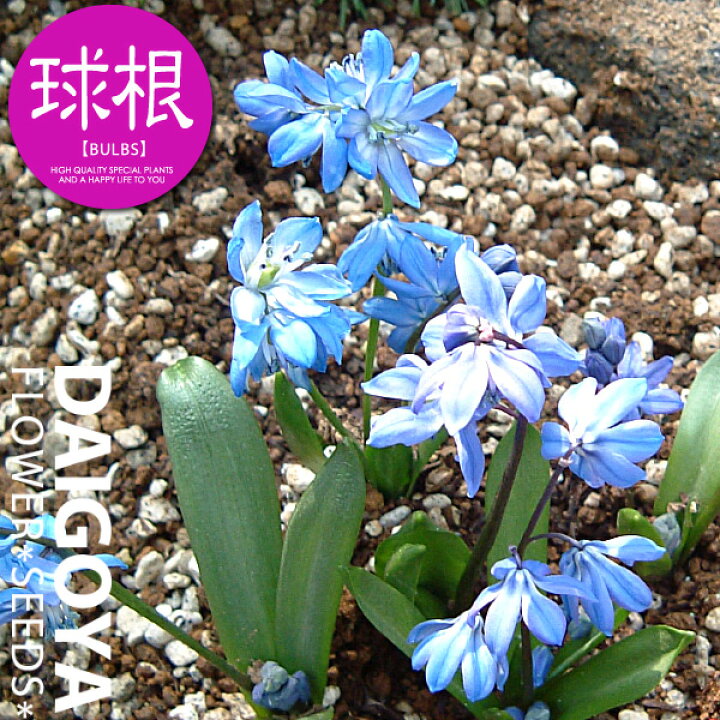 楽天市場 シラー シビリカ 紫 球根 6球 シラー 秋植え 球根 販売 通販 種苗 花苗 球根の専門店 大郷屋