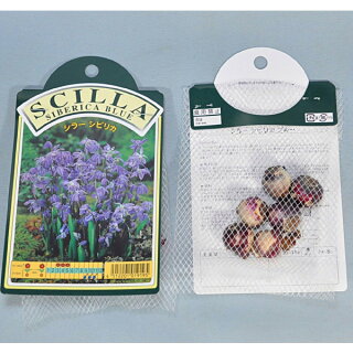 楽天市場 シラー シビリカ 紫 球根 6球 シラー 秋植え 球根 販売 通販 種苗 花苗 球根の専門店 大郷屋