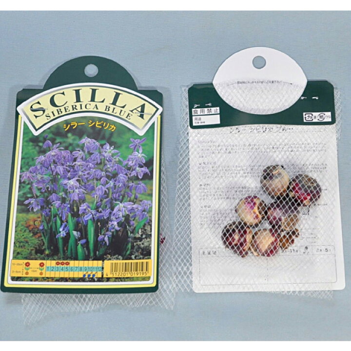 楽天市場 シラー シビリカ 紫 球根 6球 シラー 秋植え 球根 販売 通販 種苗 花苗 球根の専門店 大郷屋