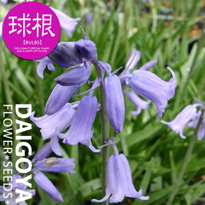 V[ CObVu[xijyz3_V[_HA__̔_ʔ_