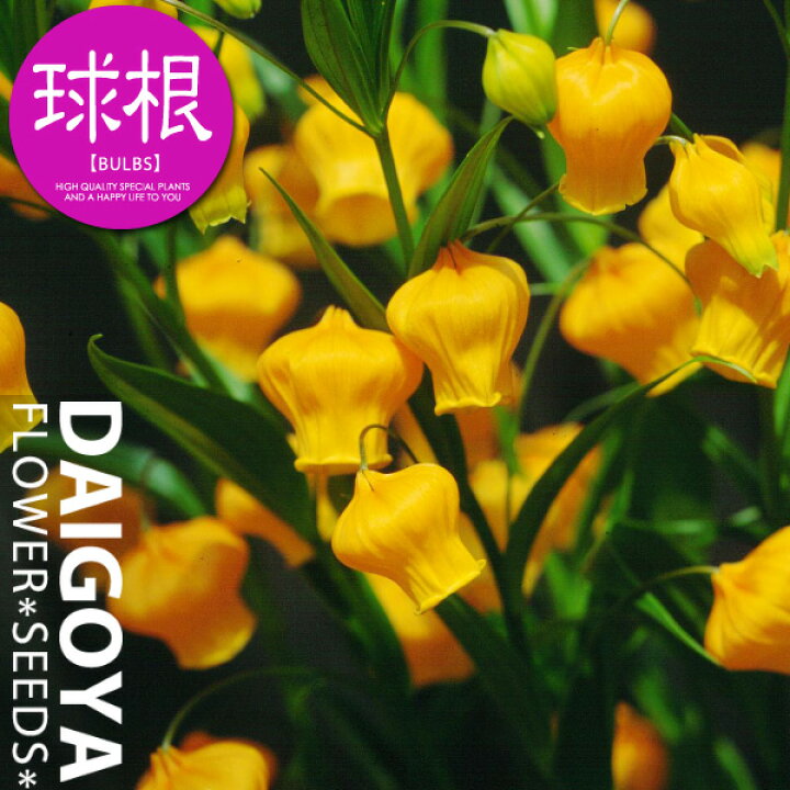 楽天市場 サンダーソニア オーランチカ 球根 1球 春植え球根 種苗 花苗 球根の専門店 大郷屋