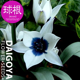 楽天市場 青 ブルー 花の球根 球根 ガーデニング 農業 花 ガーデン Diyの通販