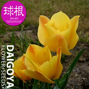 `[bv n o^j[uCgWFi/OSjyz6܋l_`[bv_HA__̔_ʔ_