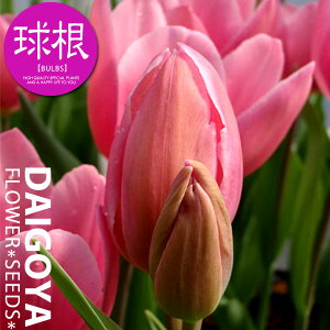 チューリップ 枝咲き ハッピーファミリー(桃/T)【球根】4球入り_チューリップ_秋植え_球根_販売_通販_