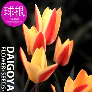 `[bv n NVAiVVAiE/OSjyz7܋l_`[bv_HA__̔_ʔ_