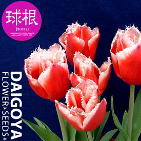 楽天市場 白 ナス 苗の通販